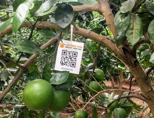 Cấp ‘chứng minh thư điện tử’ cho hơn 1.000 cây cam ở Hà Nội