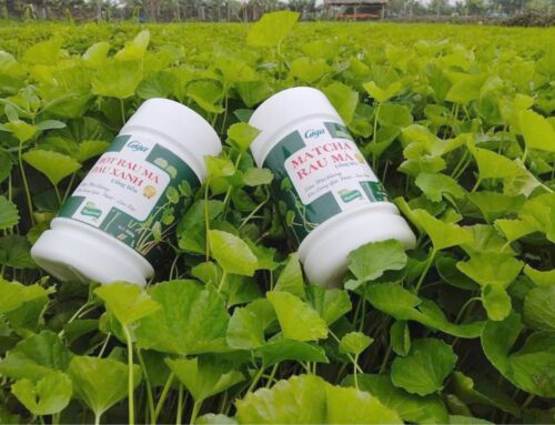 Gigaherbs_ câu chuyện xây dựng thương hiệu của kỹ sư nông nghiệp làm giàu trên chính quê hương mình