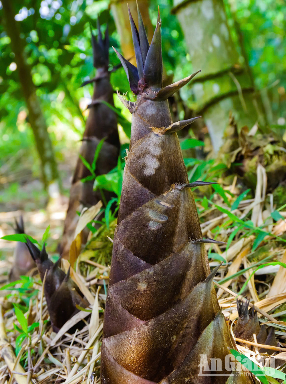 Măng tre Mạnh Tông