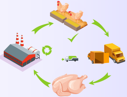 Ứng Dụng CheckVN Trong Triển Khai TCVN 13166-5:2020 với chuỗi cung ứng Thịt gà