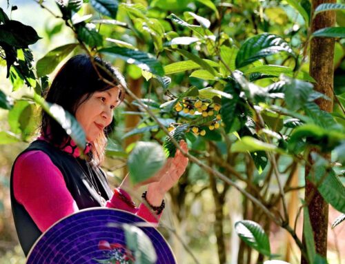Từ thủ khoa điện ảnh đến “nhà khoa học của nhà nông” và khát vọng nâng tầm trà hoa vàng thành thương hiệu quốc gia
