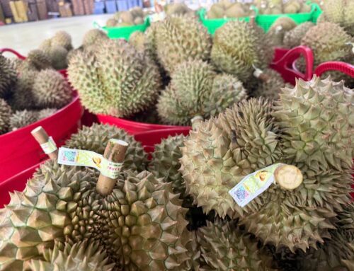 Xuất khẩu lô sầu riêng đầu tiên nhờ thông quan Luồng xanh